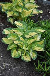 Great Expectations Hosta (Hosta 'Great Expectations') at Wolf's Blooms & Berries