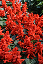Vista Red Sage (Salvia splendens 'PAS3285') at Wolf's Blooms & Berries