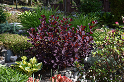 Winecraft Black Smokebush (Cotinus coggygria 'NCCO1') at Wolf's Blooms & Berries