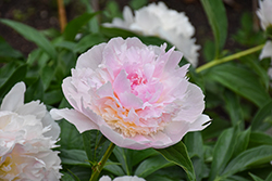 Raspberry Sundae Peony (Paeonia 'Raspberry Sundae') at Wolf's Blooms & Berries