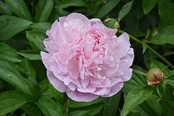 Sarah Bernhardt Peony (Paeonia 'Sarah Bernhardt') at Wolf's Blooms & Berries