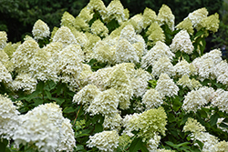 Limelight Prime Hydrangea (Hydrangea paniculata 'SMNHPPH') at Wolf's Blooms & Berries