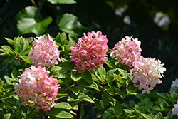 Little Lime Punch Hydrangea (Hydrangea paniculata 'SMNHPH') at Wolf's Blooms & Berries