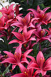 Lily Looks Tiny Ghost Lily (Lilium 'Tiny Ghost') at Wolf's Blooms & Berries