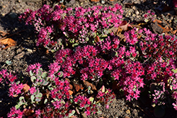 Sunsparkler Cosmic Comet Stonecrop (Sedum 'Cosmic Comet') at Wolf's Blooms & Berries